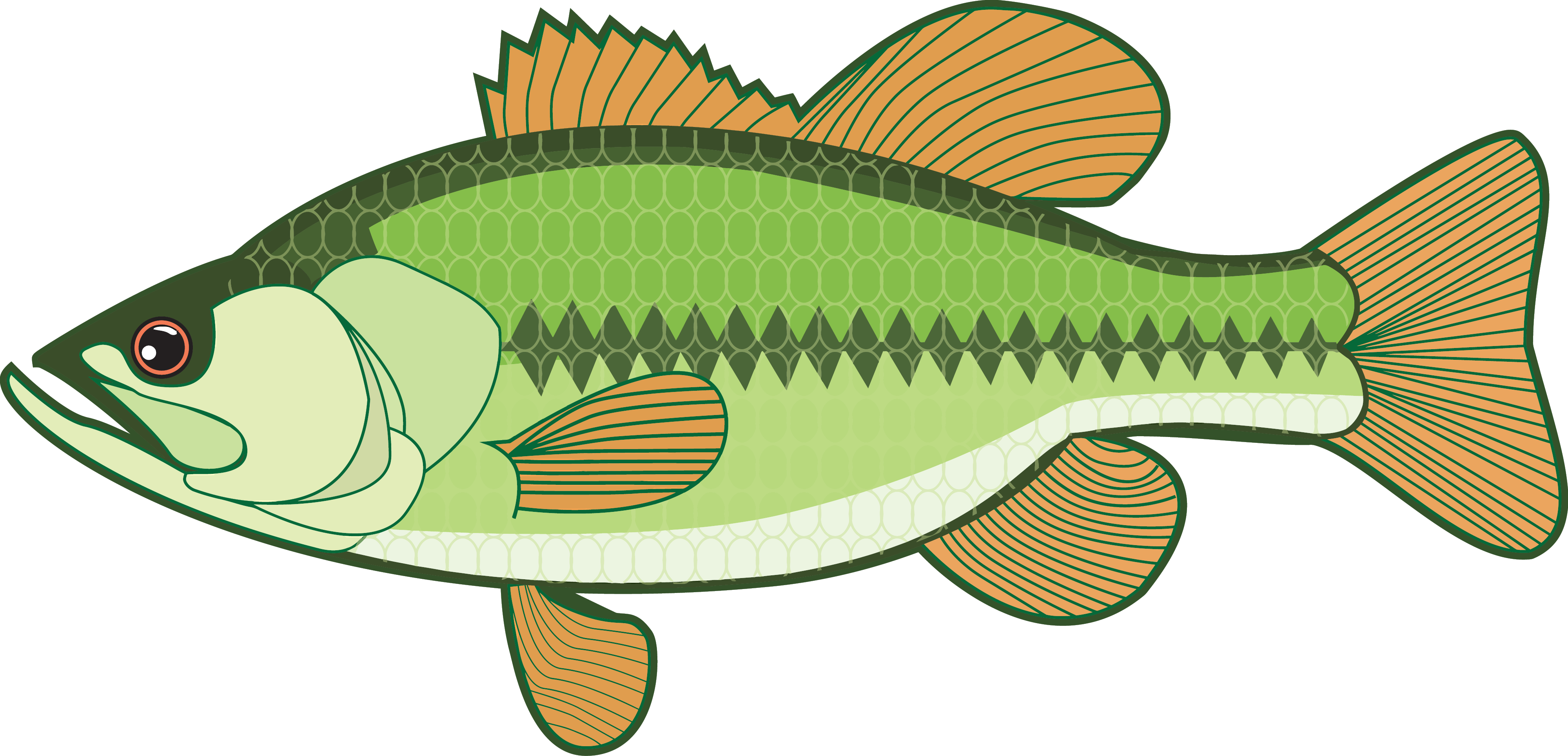 Fishing clipart smallmouth bass, Fishing smallmouth bass Transparent