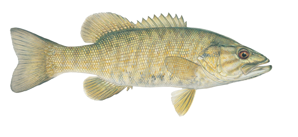 fishing clipart smallmouth bass