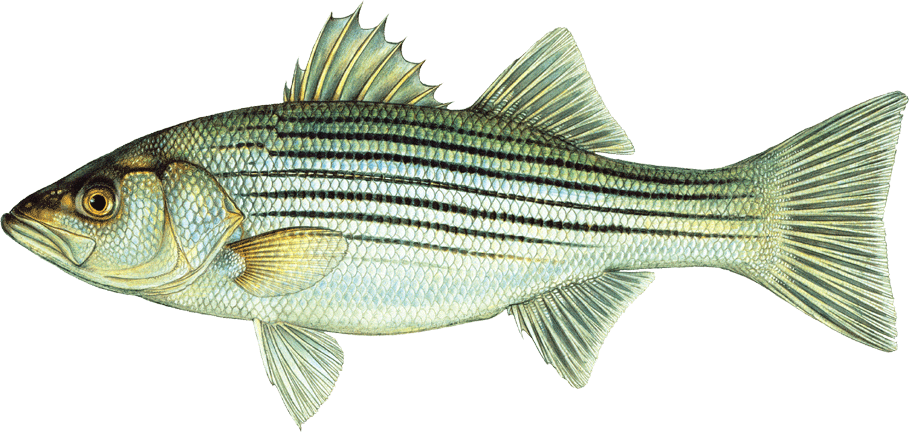 Fishing clipart striped bass.  collection of swimming
