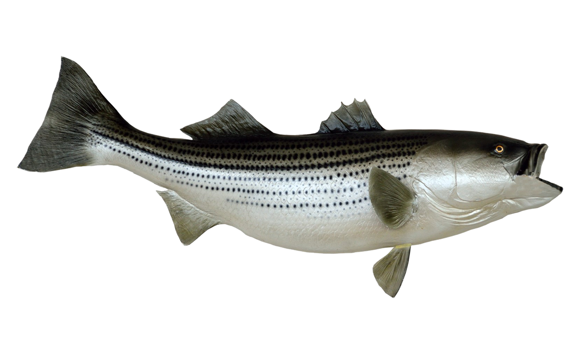 marlin clipart striped bass