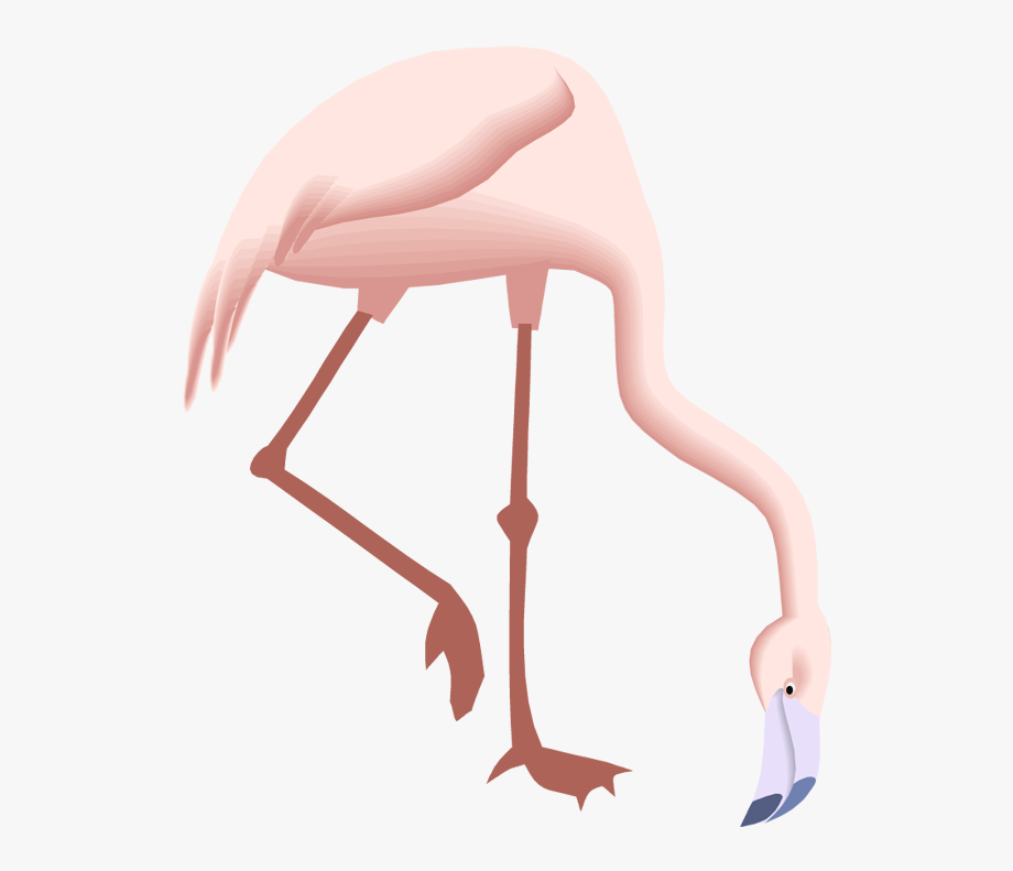 flamingo clipart 2 legged animal