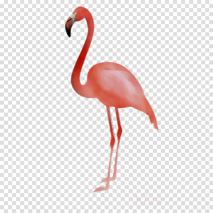 flamingo clipart beak