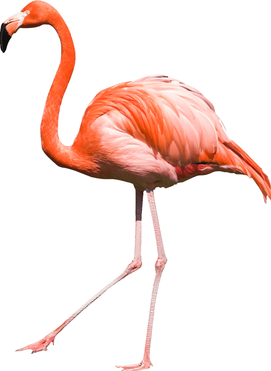 flamingo clipart clear background