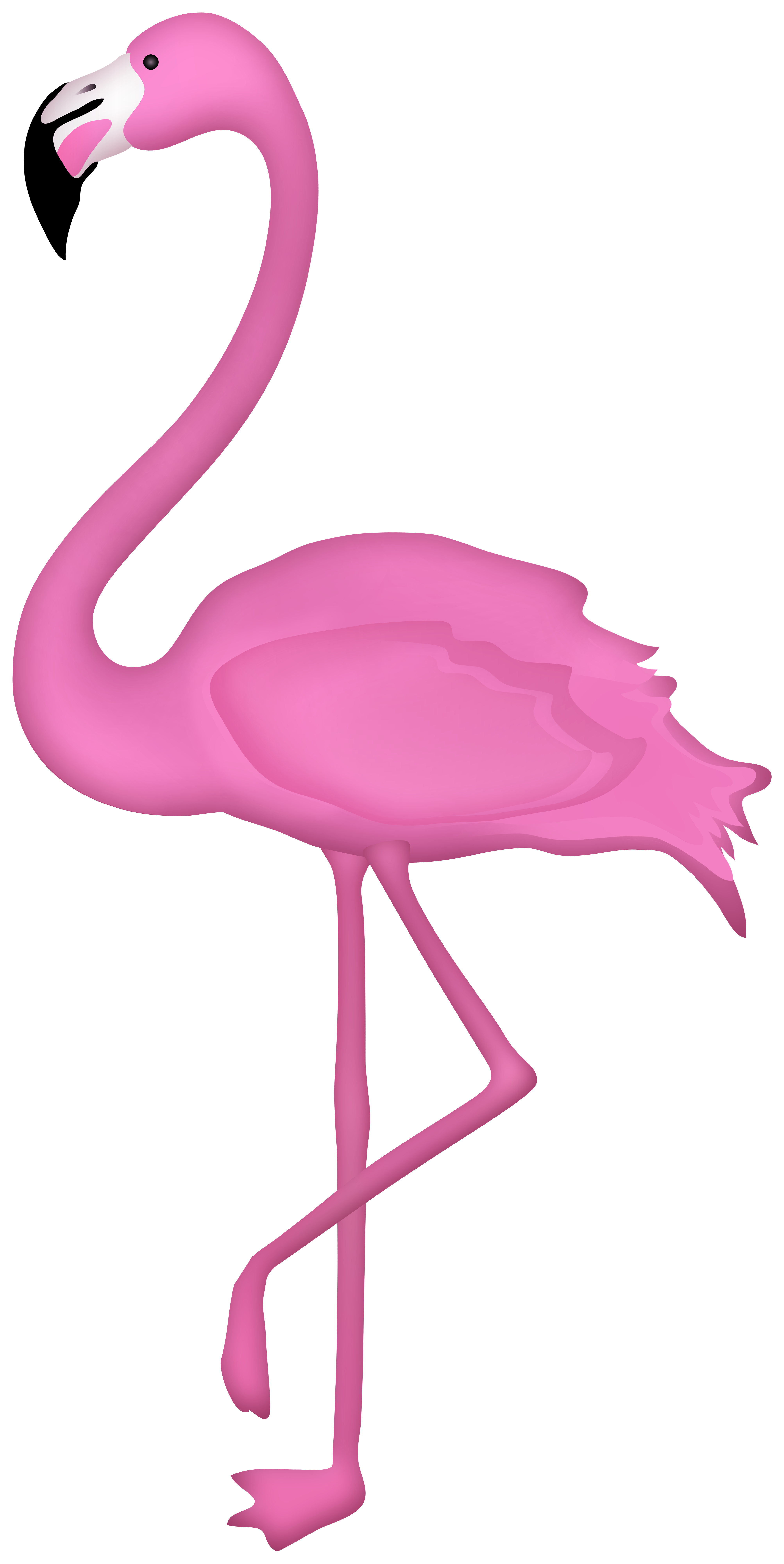 flamingo clipart clear background
