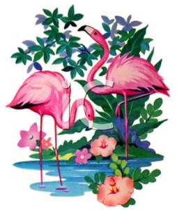 Two flamingos in shallow. Flamingo clipart copyright free