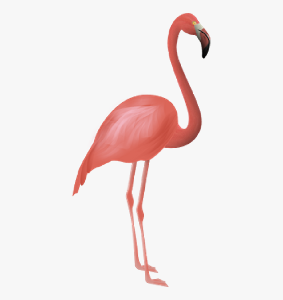 flamingo clipart elegant