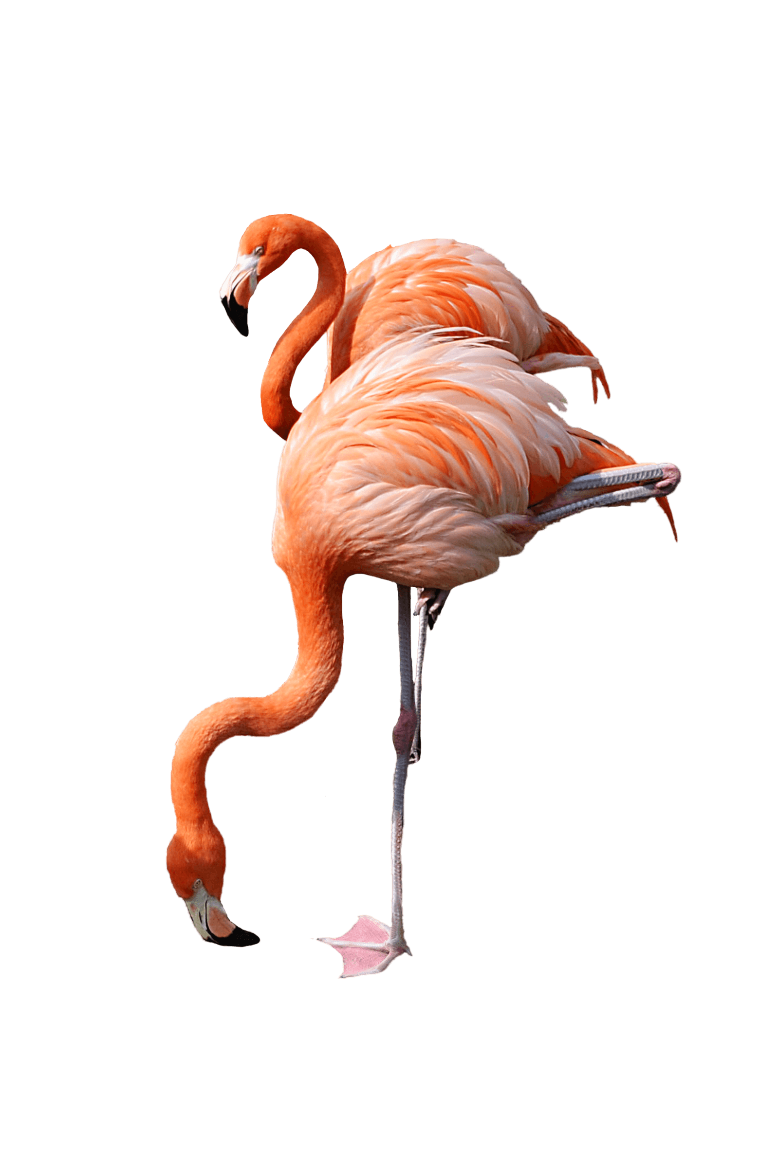 flamingo clipart family