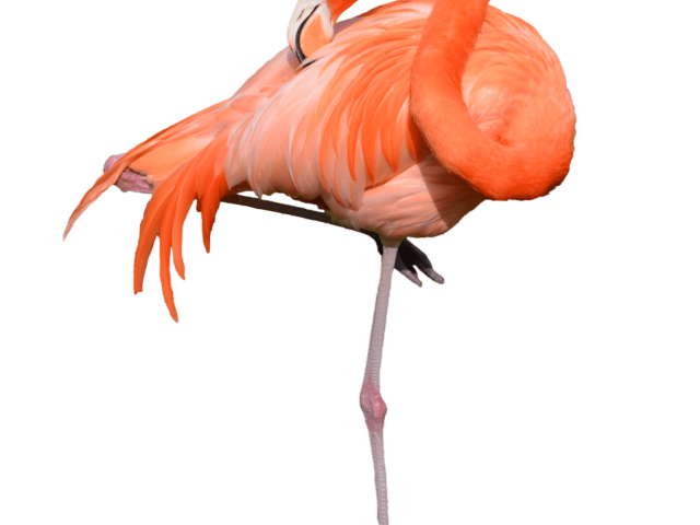 flamingo clipart fire