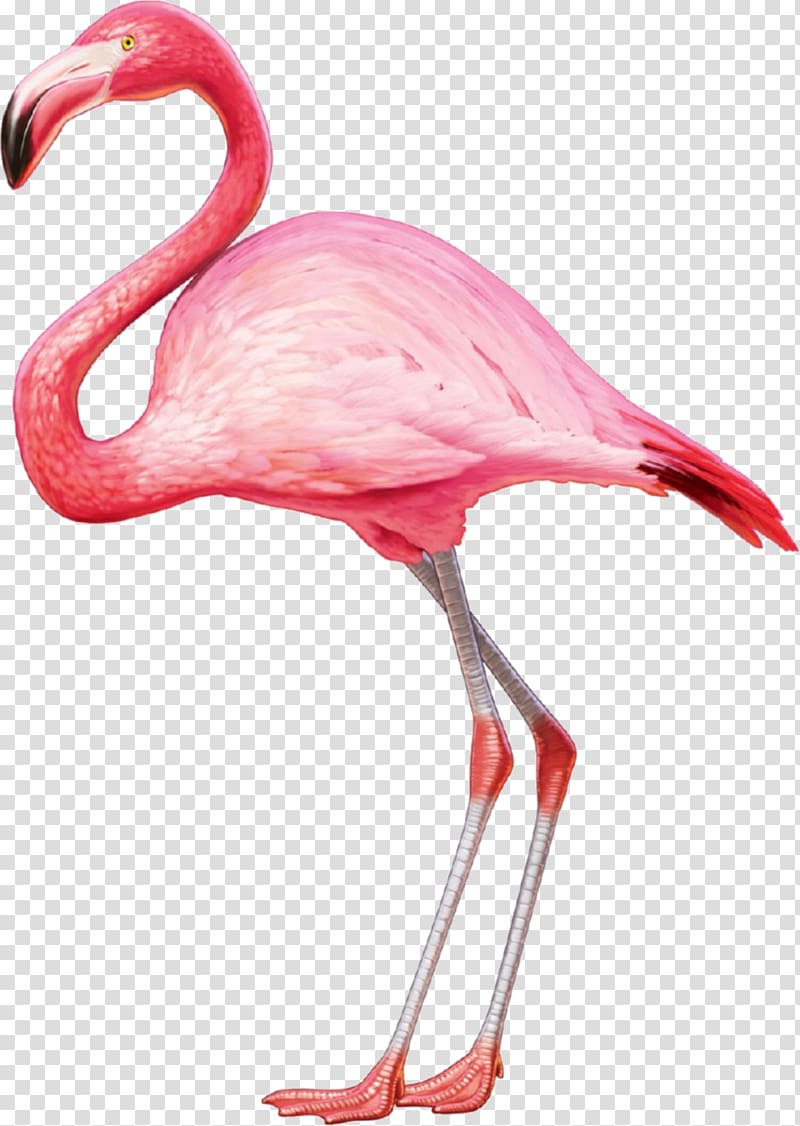 Flamingo clipart five. Greater american t shirt