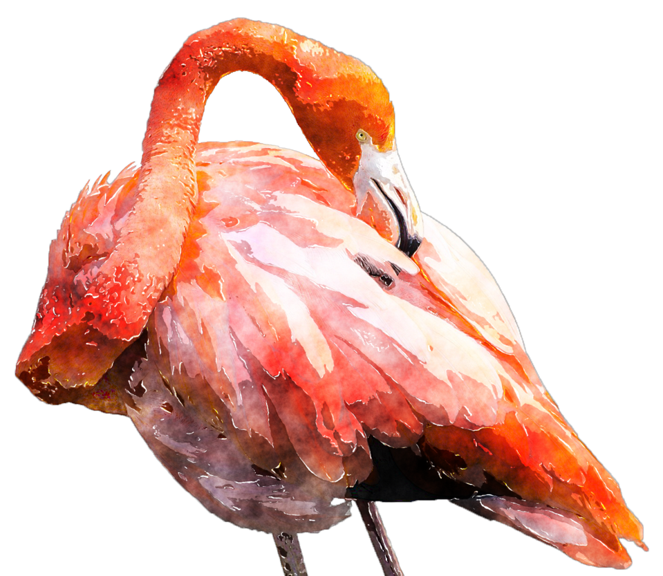 angel flamingo clipart