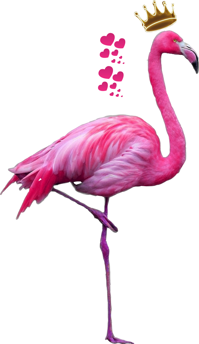 flamingo clipart flamingo feather