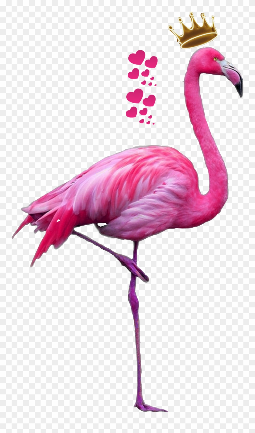 flamingo clipart flamingo feather