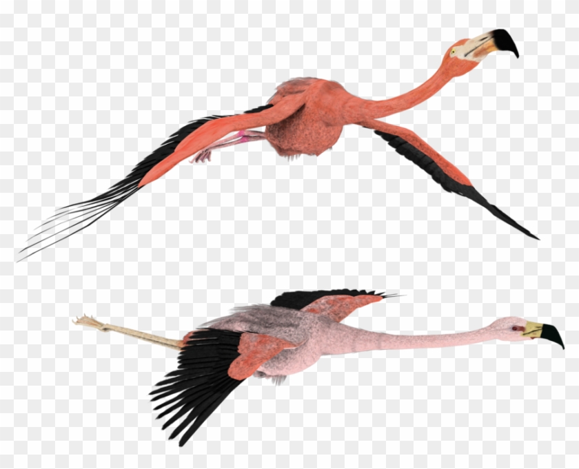 flamingo clipart flying
