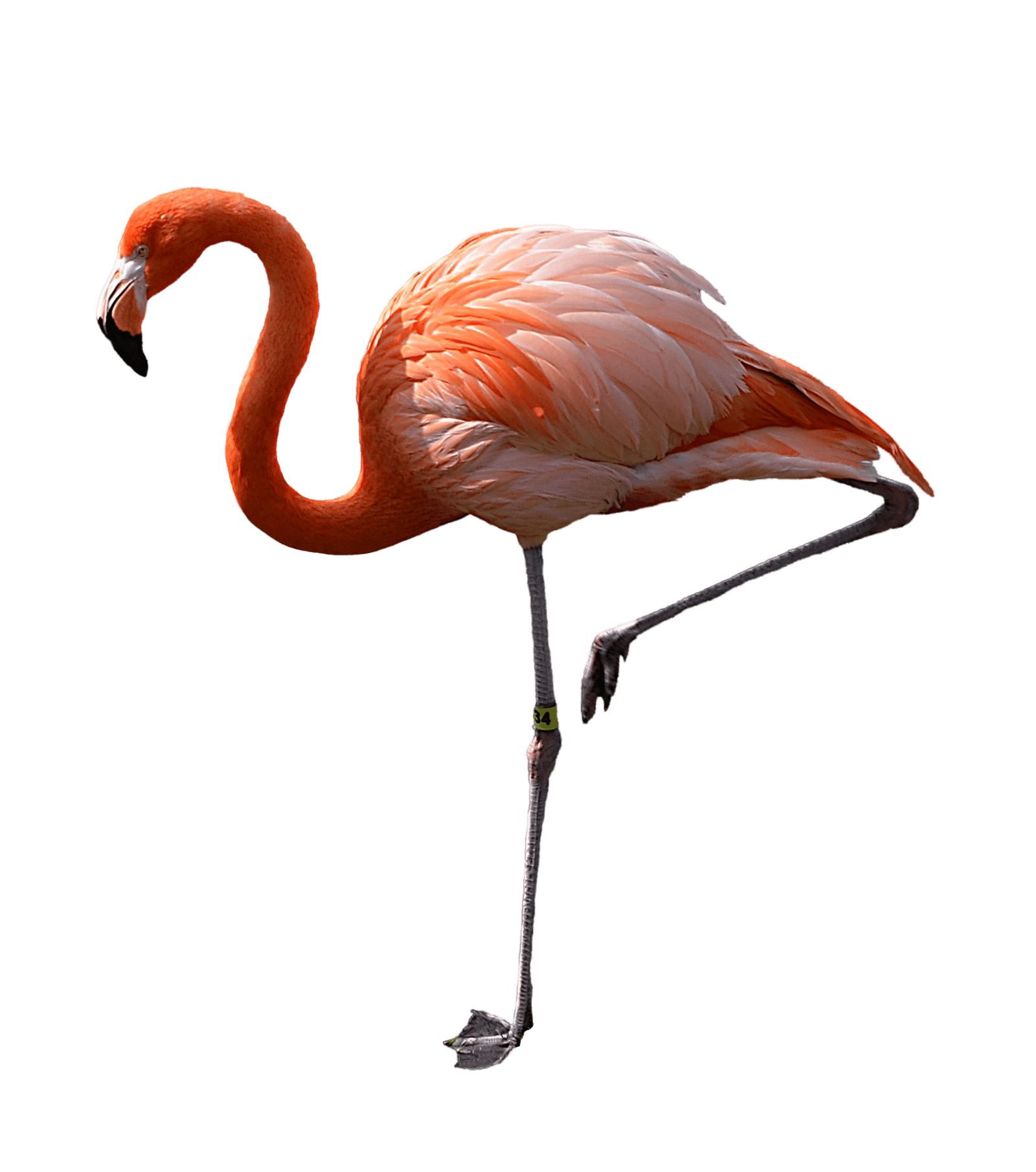 flamingo clipart foot