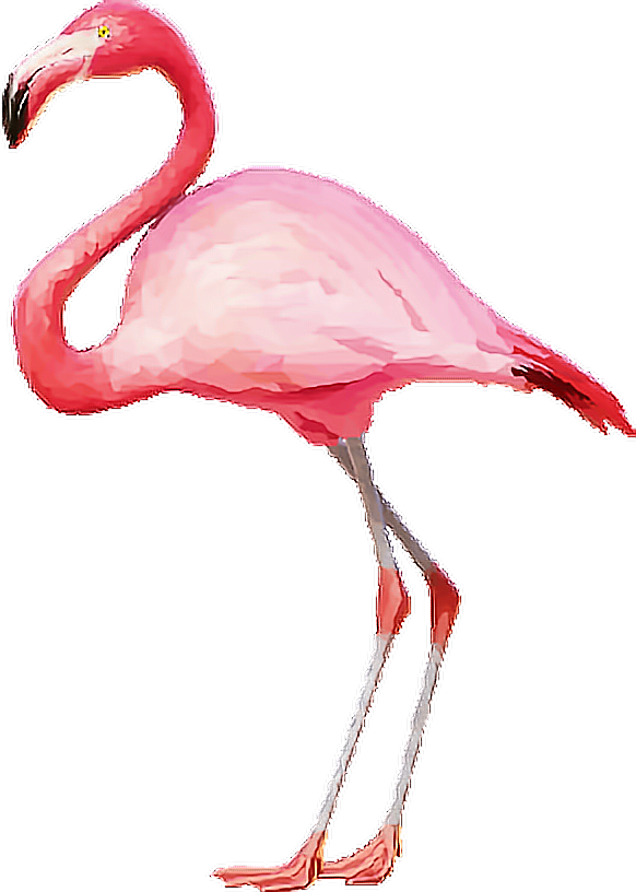 Flamingopink flamingos pink tumblr. Flamingo clipart gold