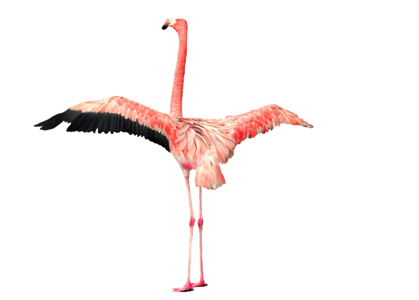 flamingo clipart large