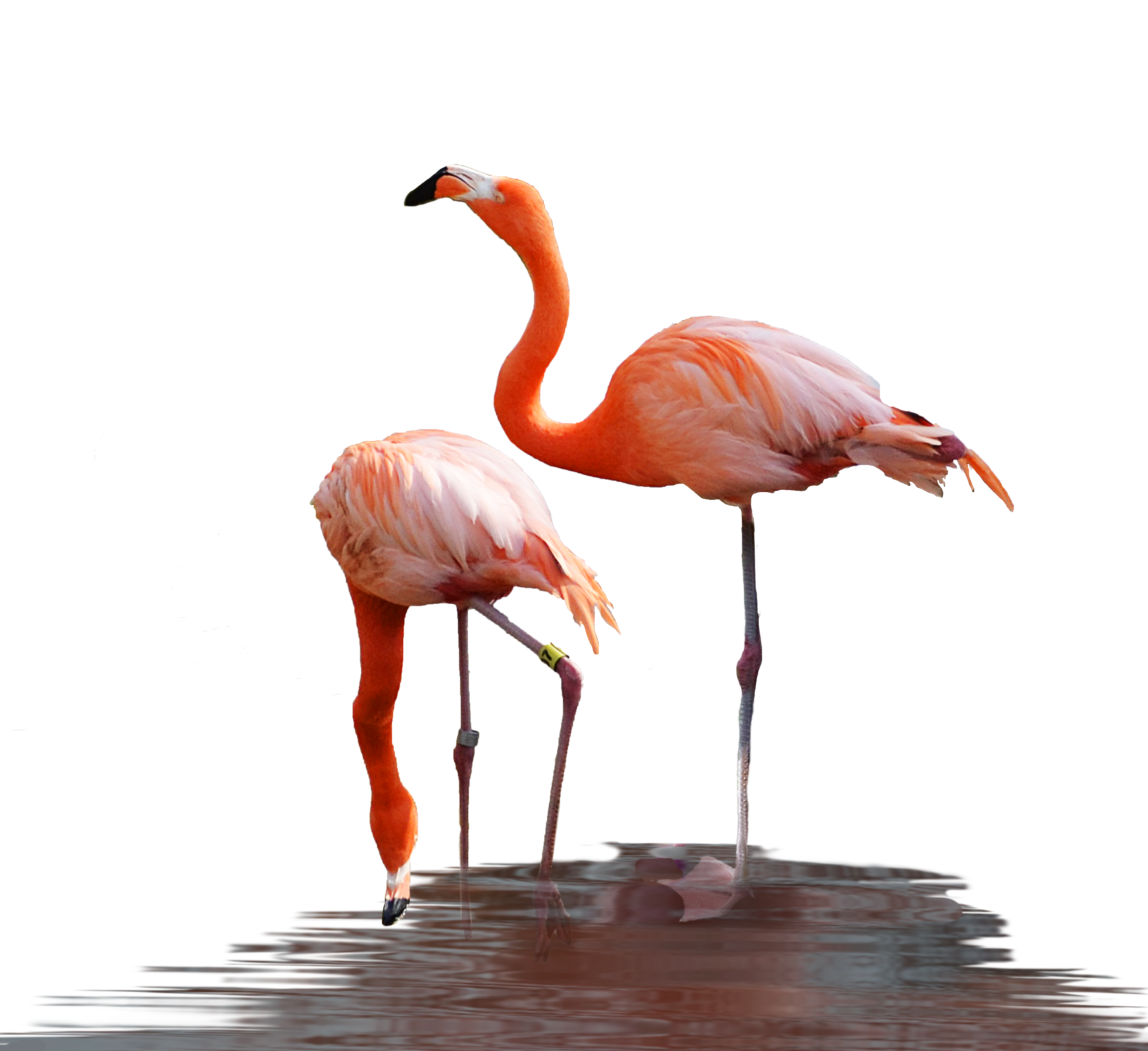 flamingo clipart png