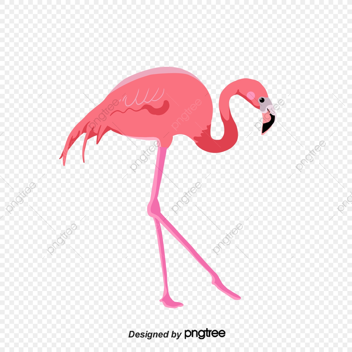 flamingo clipart ocean animal