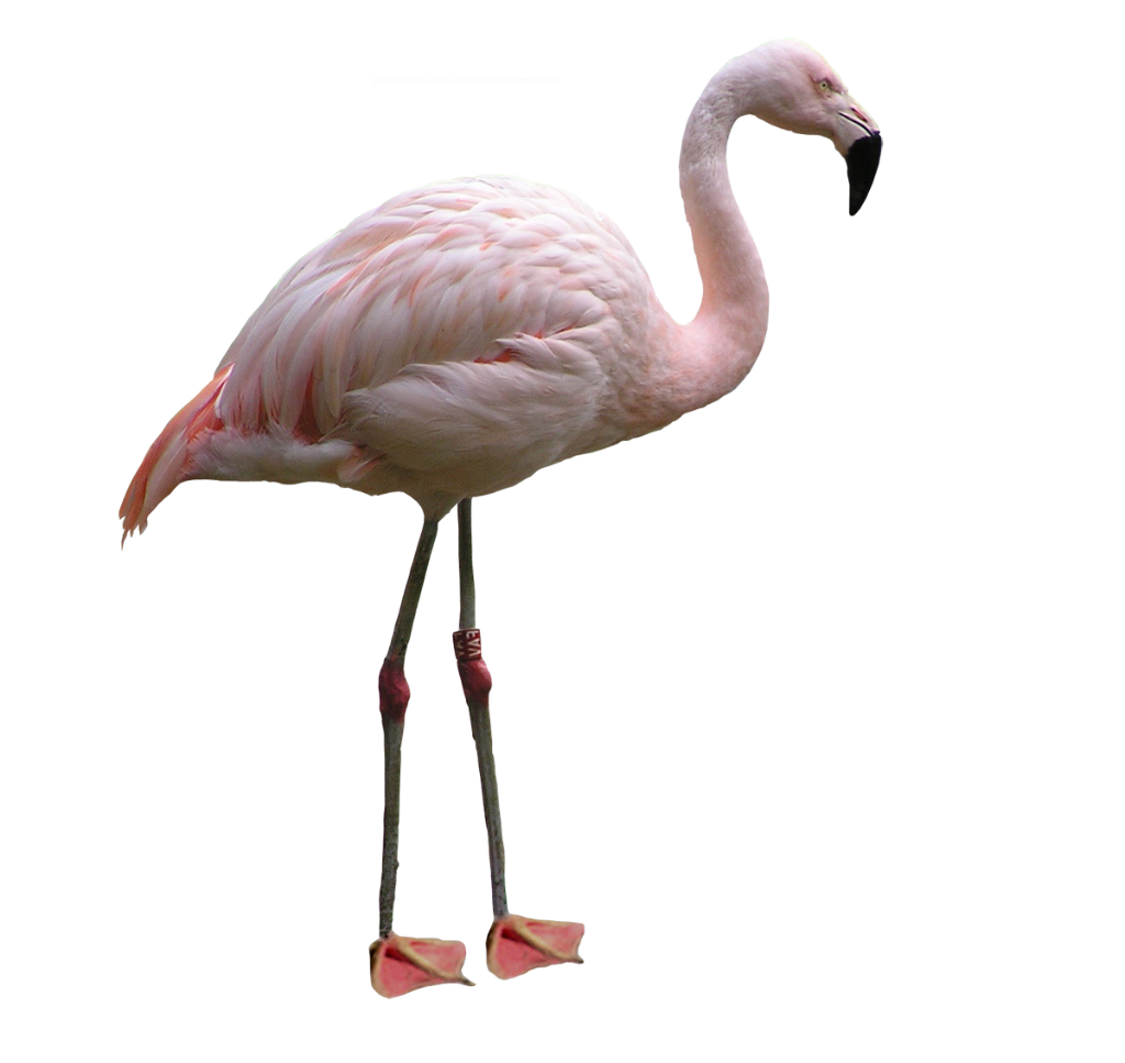 flamingo clipart old