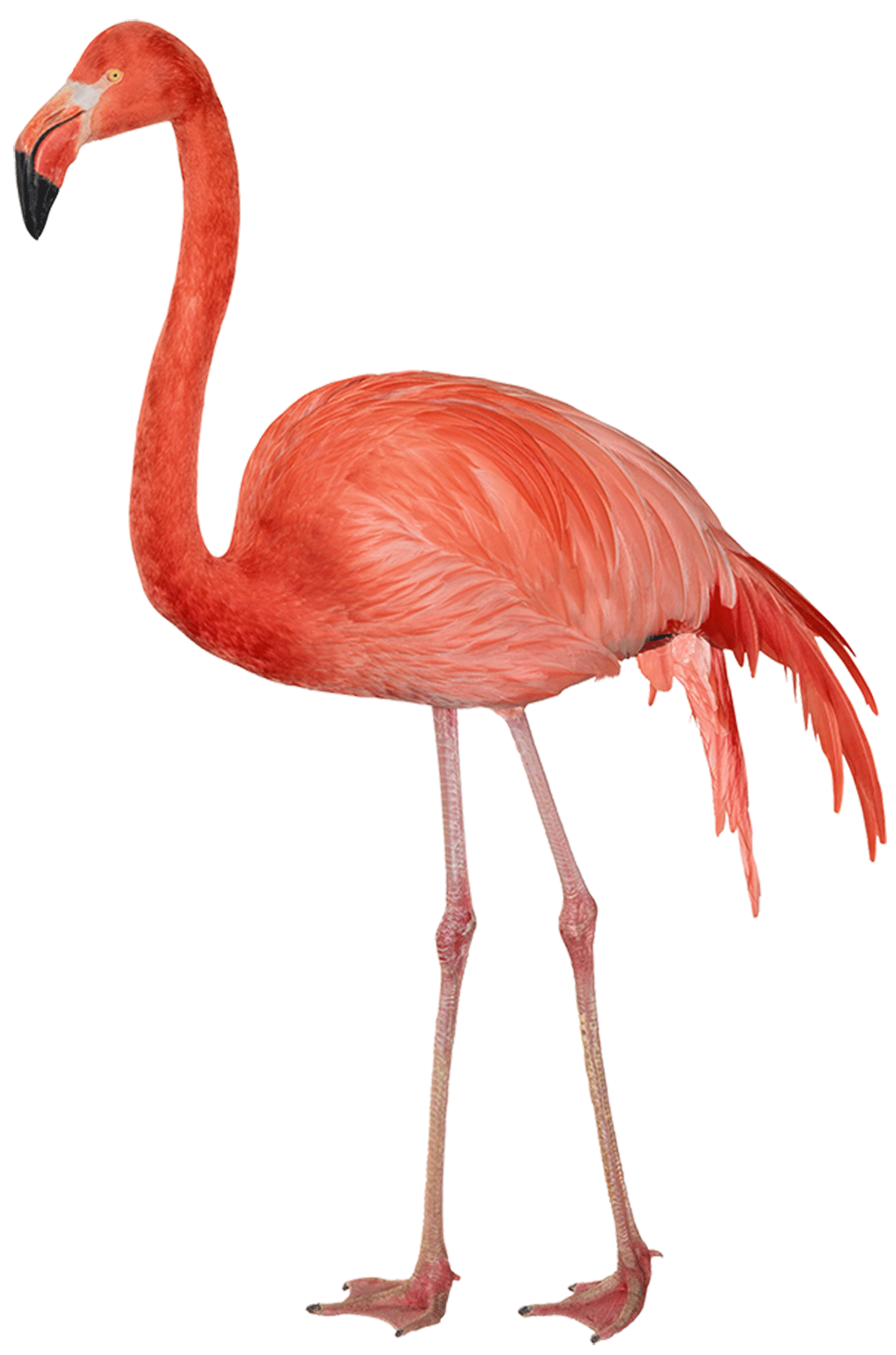 flamingo clipart pink flamingo