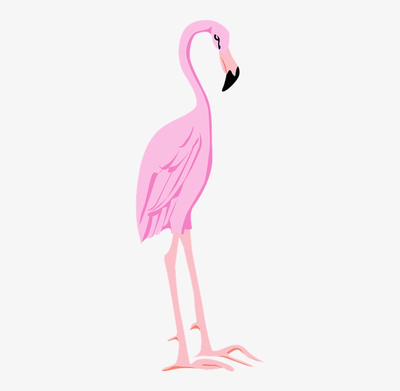 flamingo clipart pink thing