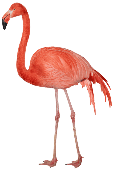 Flamingo pink thing