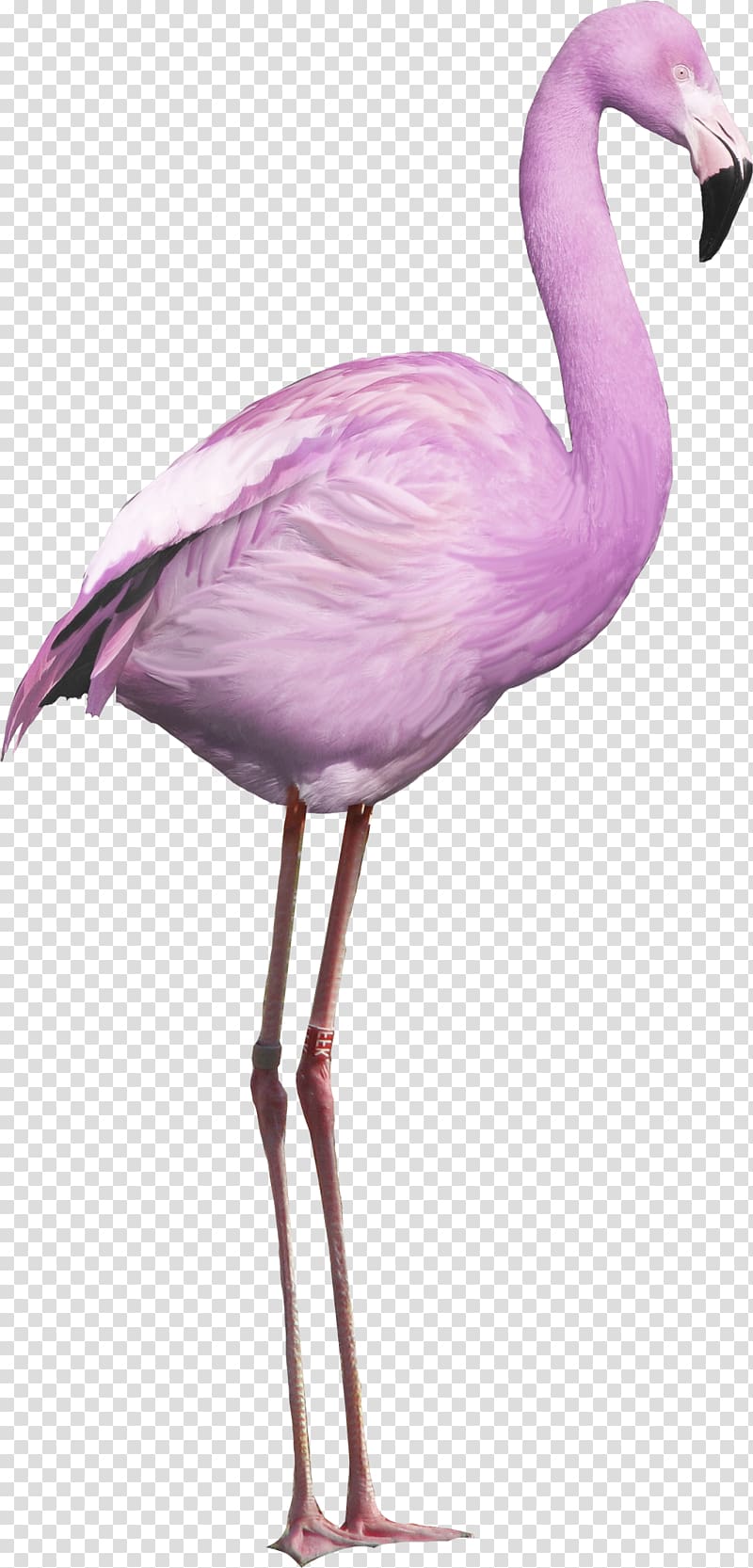 Flamingo clipart purple. Flamingos transparent background png