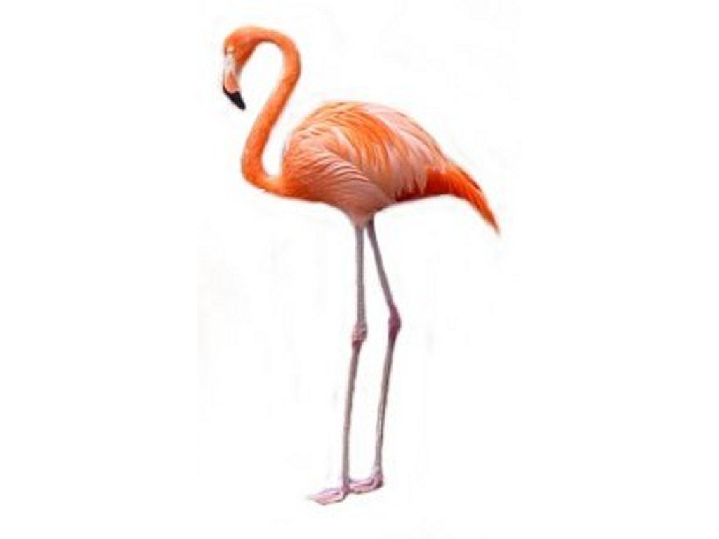 flamingo clipart realistic