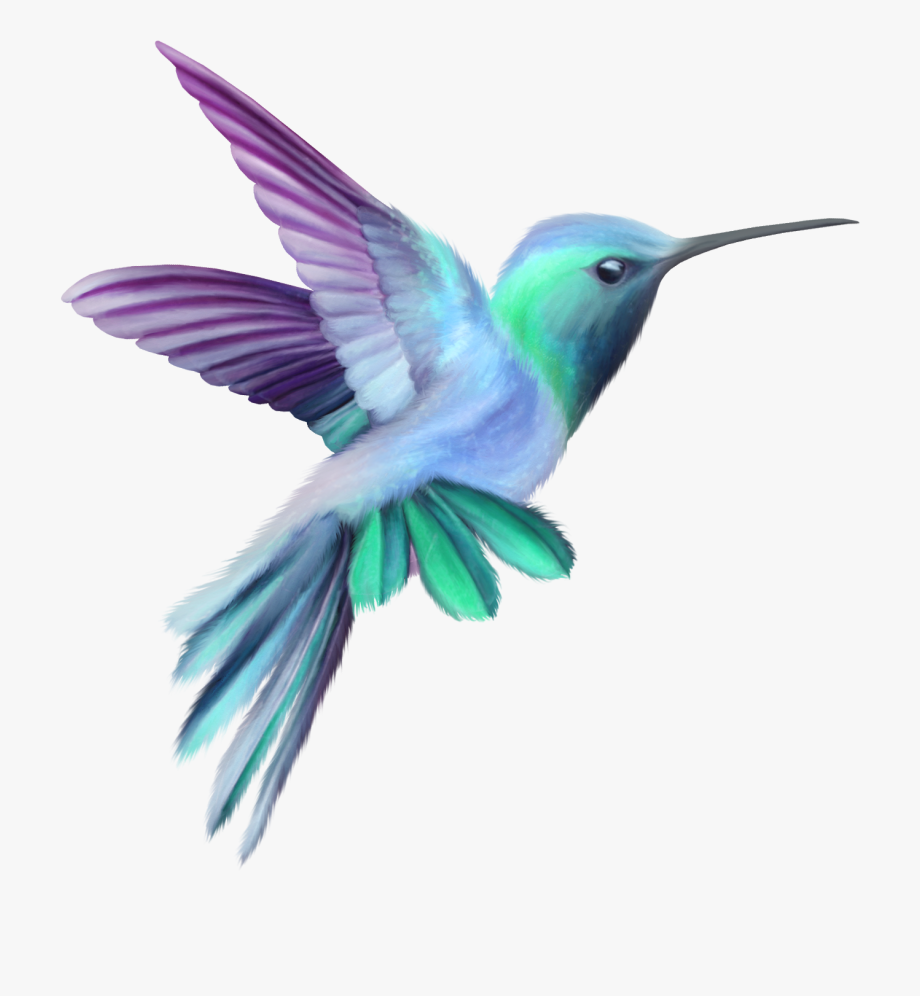 hummingbird clipart pink