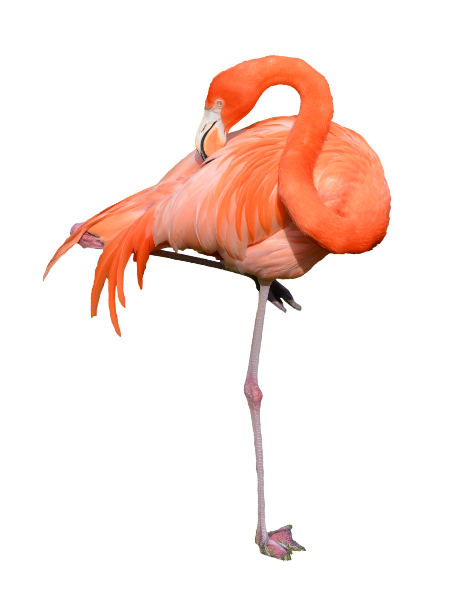 flamingo clipart watercolor