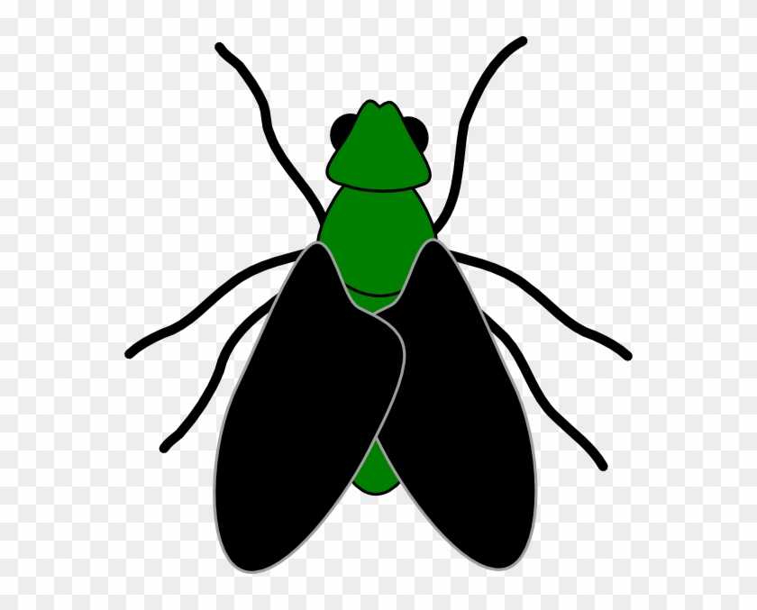 Clip art of fly. Flies clipart beetle