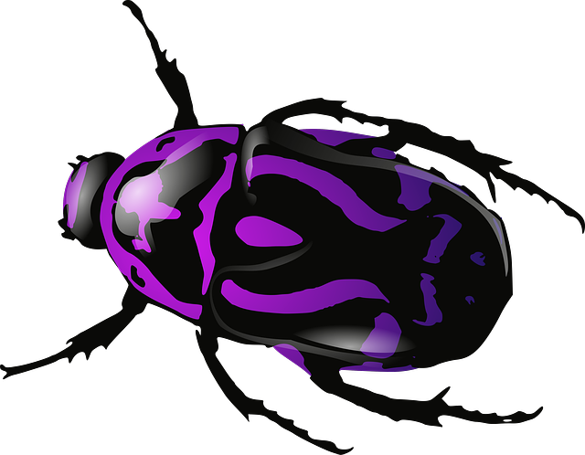 insect clipart water beetle