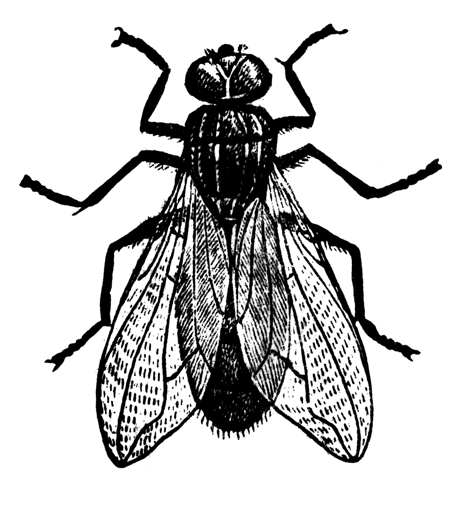 flies clipart black and white