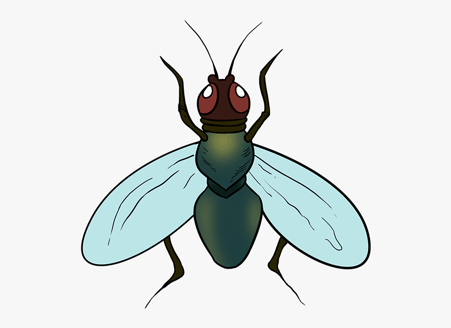 Flies clipart carton. How to draw a