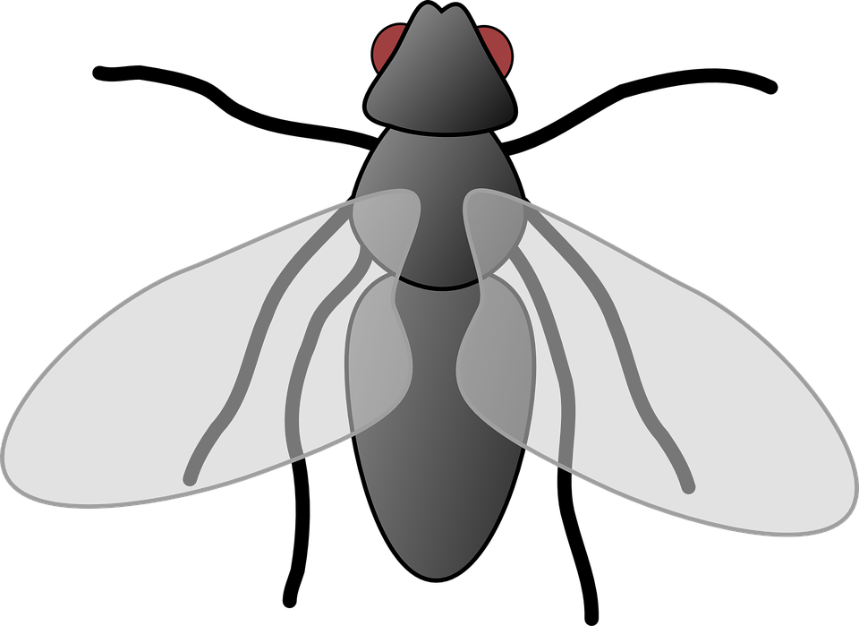 Collection of free winged. Flies clipart comic