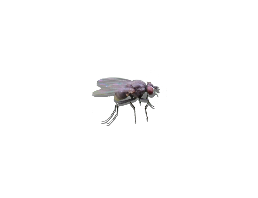 Flies dead fly