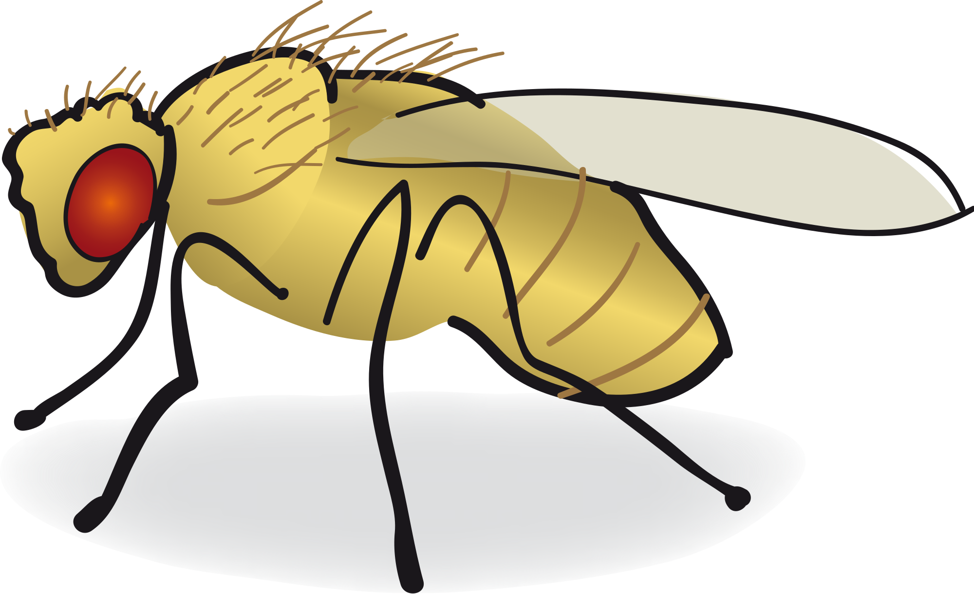 File drawing svg wikimedia. Flies clipart drosophila
