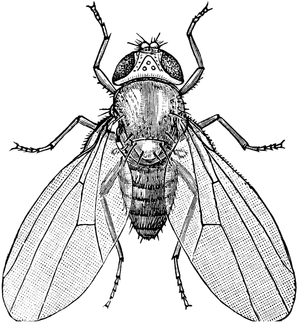 Flies clipart drosophila. Common fruit fly etc