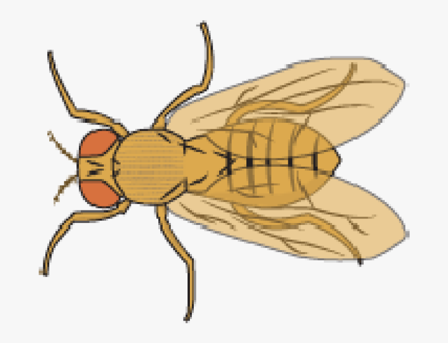 Flies clipart drosophila. Best find wonderful and
