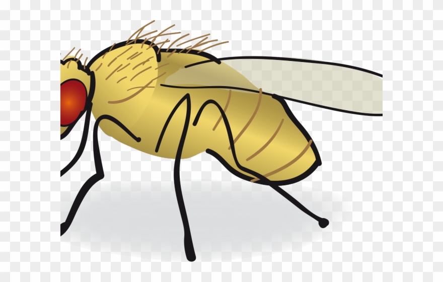 Melanogaster png download . Fly clipart drosophila