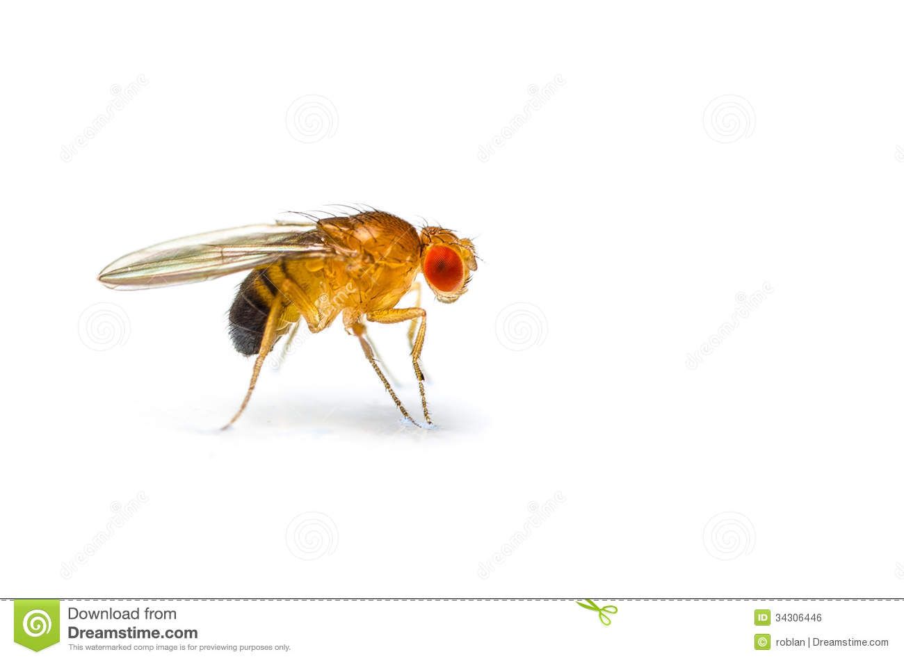 Images for fruit fly. Flies clipart drosophila