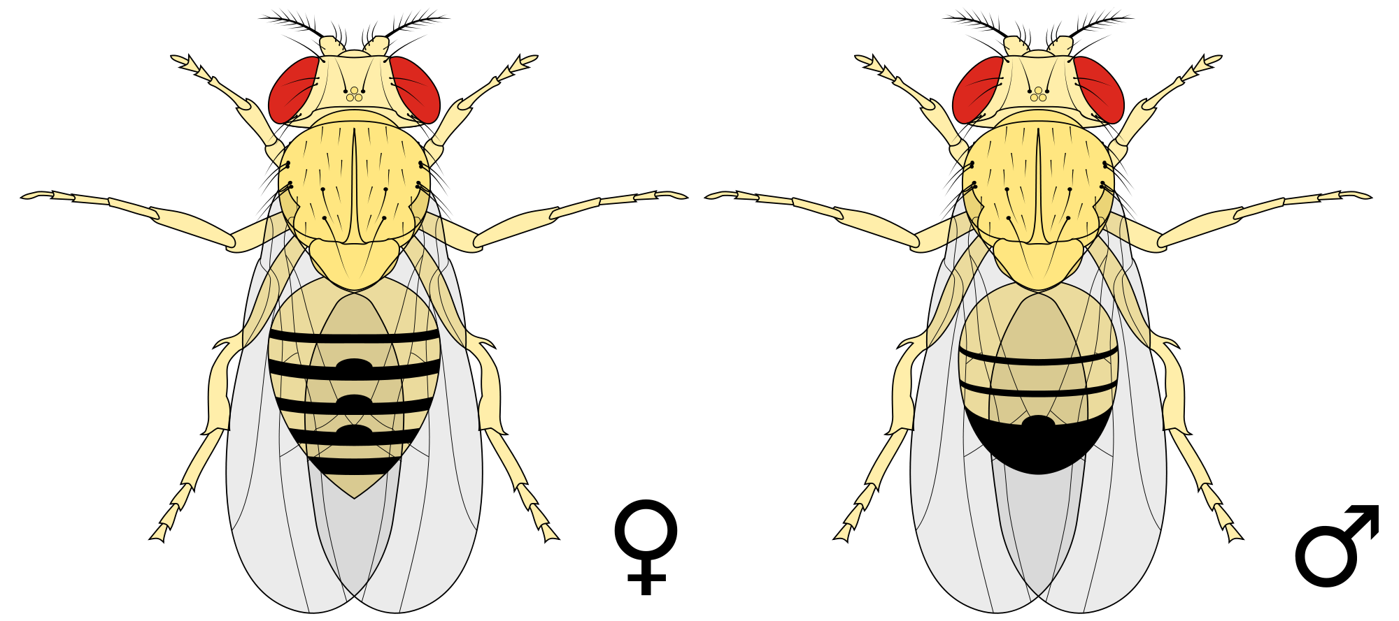 Flies clipart drosophila. File biology illustration animals