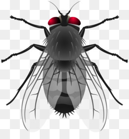 Book black and white. Flies clipart flie