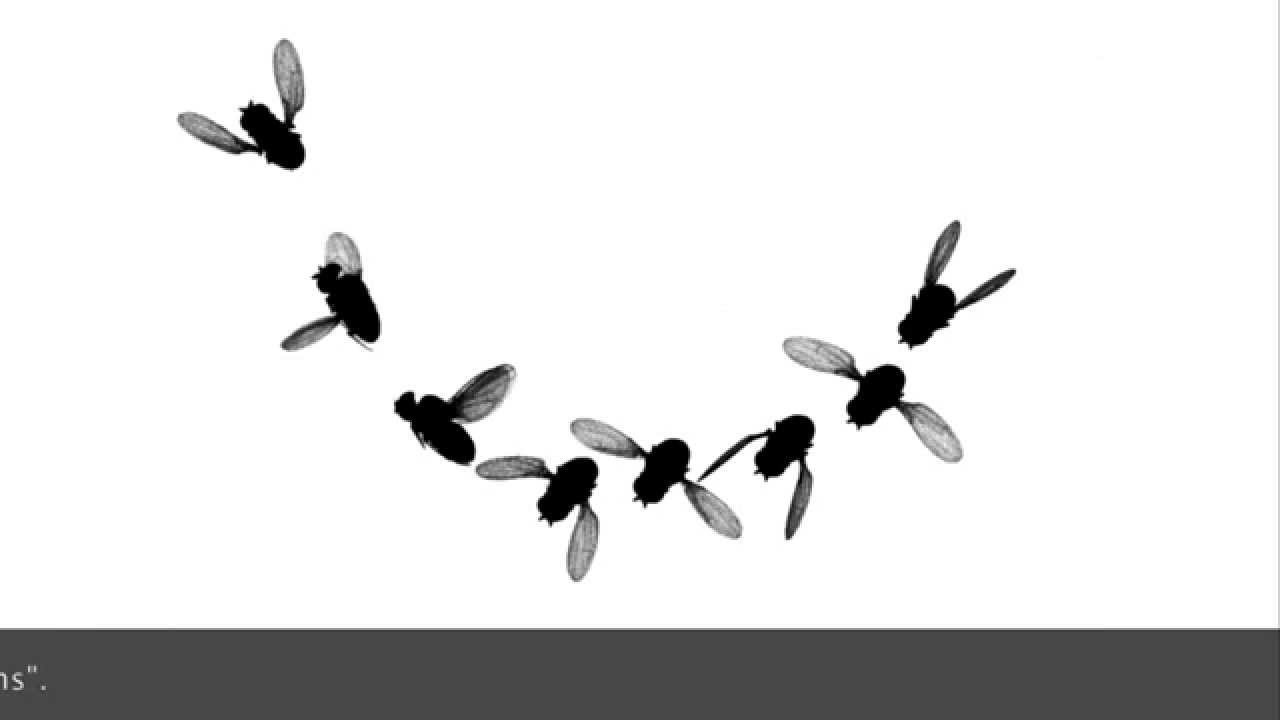 flies clipart flying fly