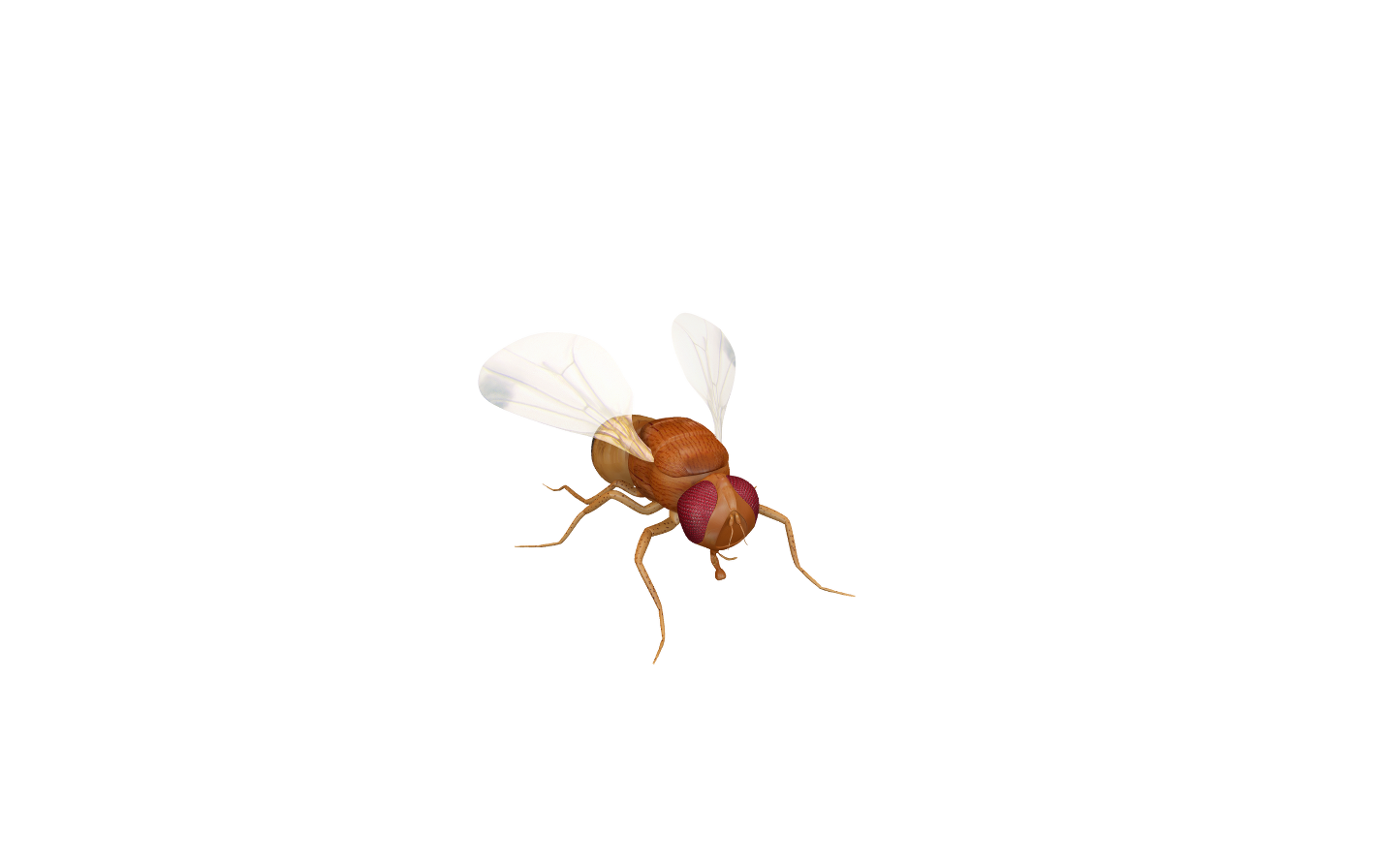 flies clipart fruit fly