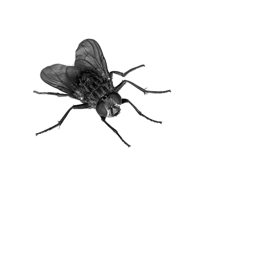 flies clipart harmful insect