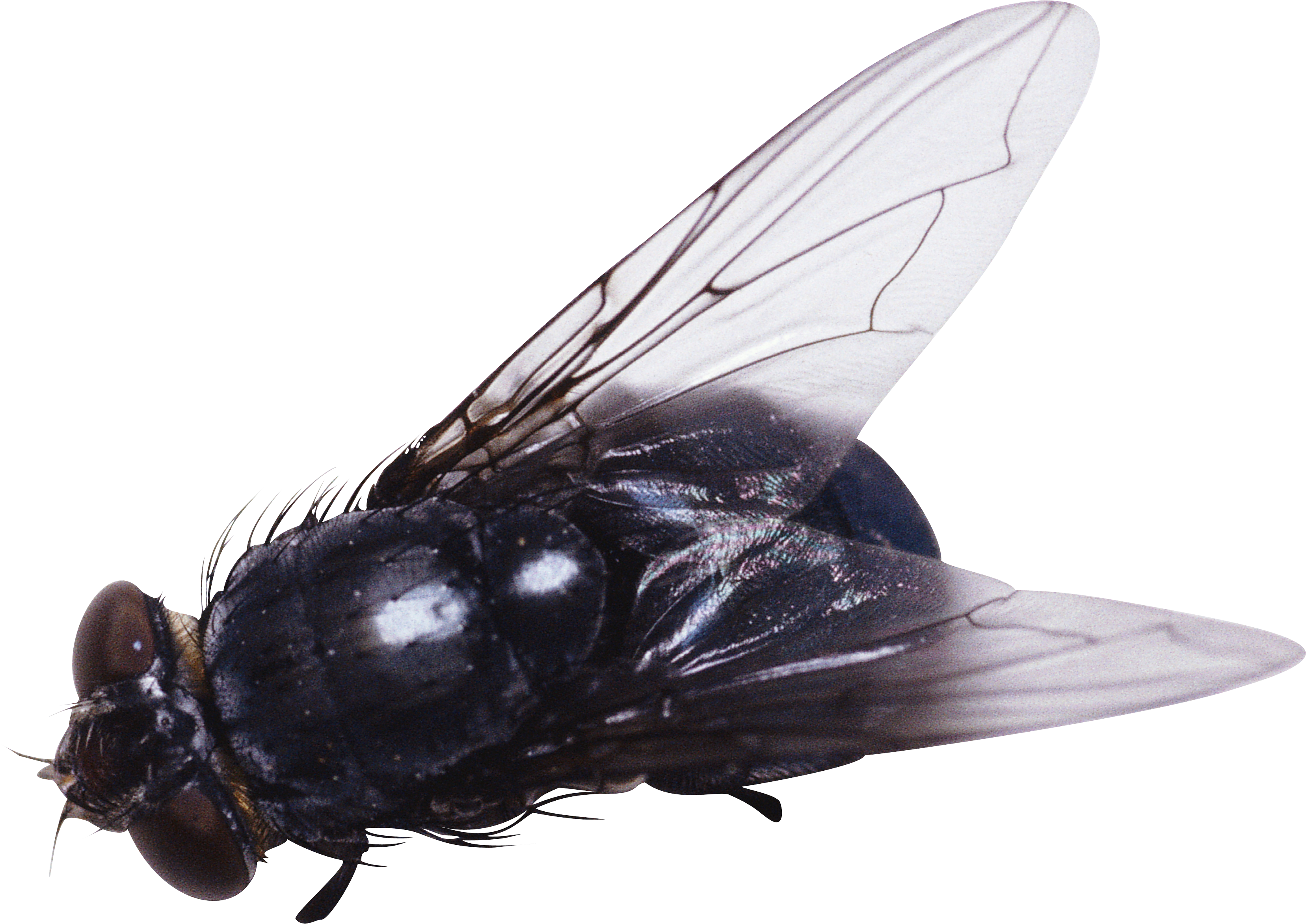 House fly png. One isolated stock photo