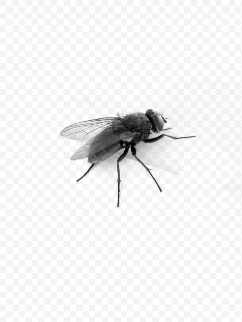 flies clipart insect wing
