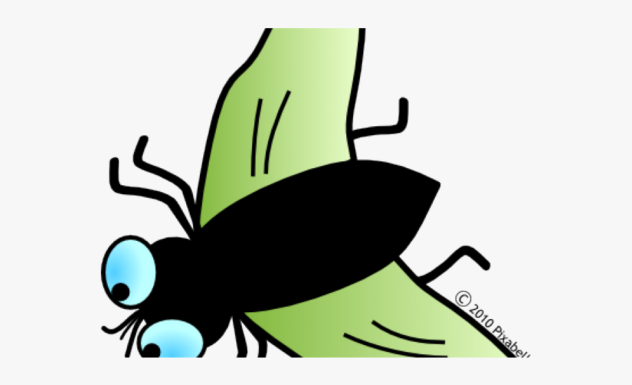 flies clipart insect