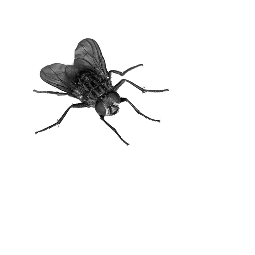 Mosca png transparente stickpng. Fly clipart drosophila